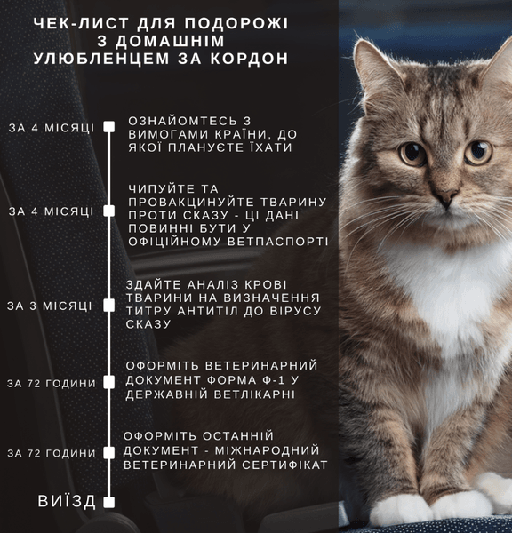 Путешествие с котом или собакой за границу