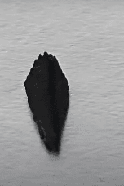 Квітка, уламки НЛО, уламки космічного корабля, незвичайна знахідка, дослідники, MUFON, любителі НЛО