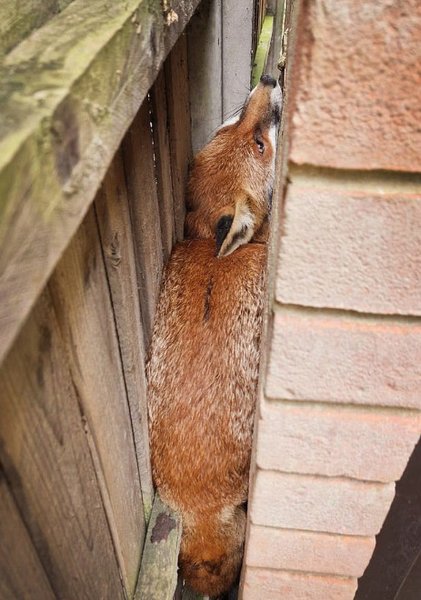 Лиса застряла между кирпичной стеной и деревянным забором в городском дворе
