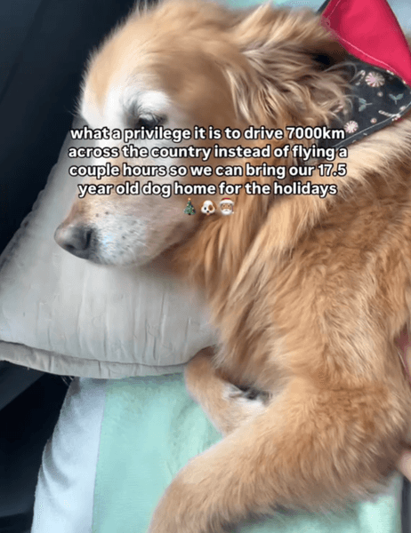 Пара проехала 7 км ради собаки, золотистый ретривер, старая собака, собака, соцсети, вирусное видео, привезли собаку домой