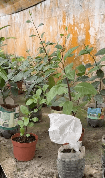 Банановая ферма