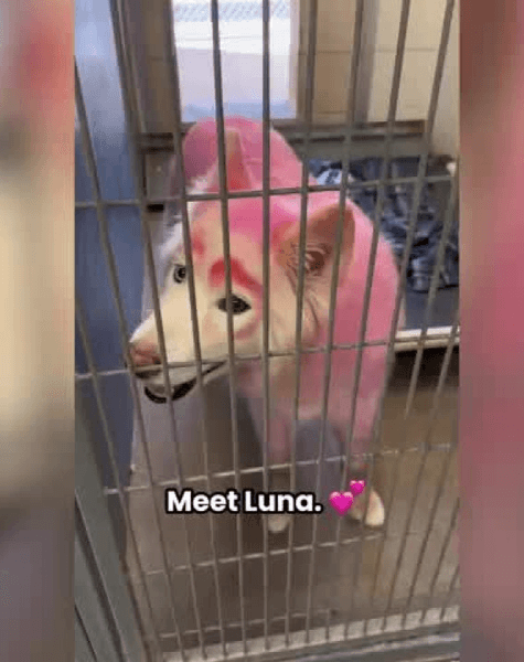 Собака з рожевою шерстю, рожевий собака, собака з незвичайною шерстю, безпритульний собака, грумер, доглянутий собака, безпритульний собака, знайшли собаку,