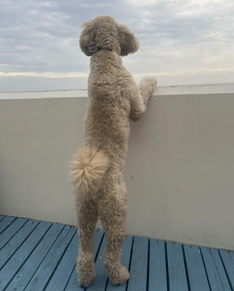 Подружжя з Уельсу купило крихітне цуценя кокапу, яке виросло до 45 кг