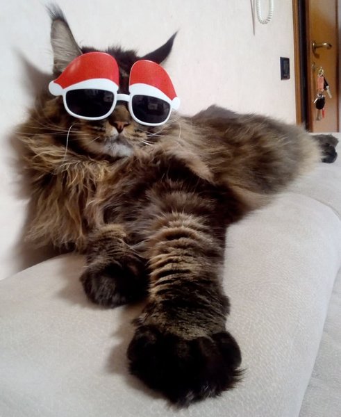 Самый длинный в мире кот, рекорды, домашние животные, коты породы мейн-кун, фото, курьезы, Италия