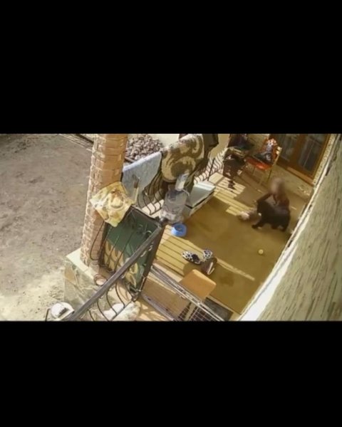 Момент убийства собаки