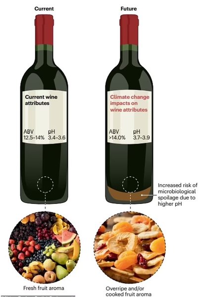 вино клімат смак