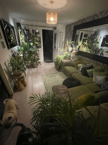 Дом с растениями