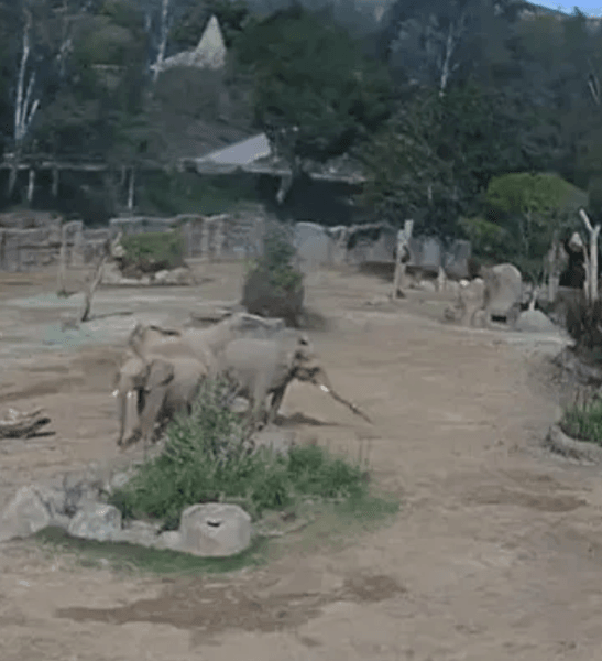 Реакция слонов на землетрясение удивила посетителей и работников зоопарка, что именно произошло, интересности, курьезы