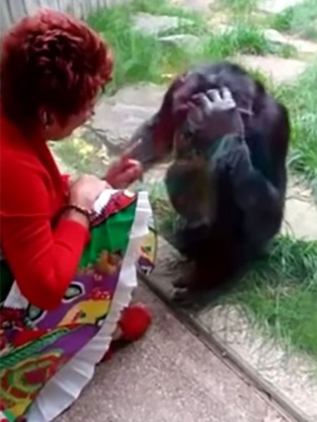 Жінка закохалася в шимпанзе, закохалася у тварину, шимпанзе, заборонили відвідувати зоопарк,