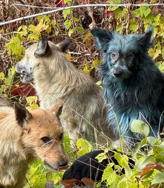 голубой пес чернобыль