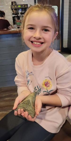 окаменелость, палеонтология, рождество, древние животные, находка