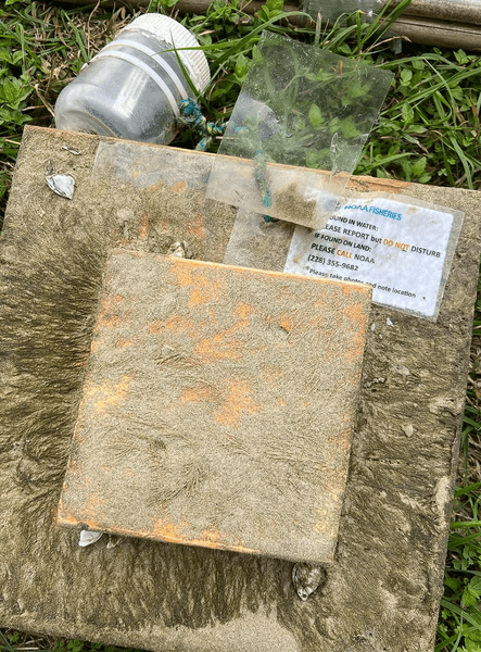 Дерев'яне опудало, опудало черепахи, дерев'яні блоки, незвичайний предмет, знахідка, викинуло на пляж, важлива мета, вчені