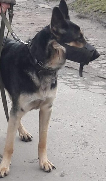 собака, торги, сетам, минюст, долги