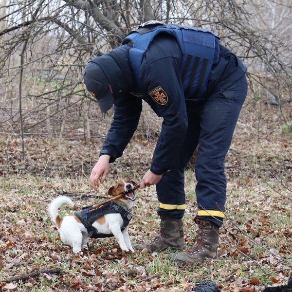 пес патрон, пес сапер, гсчс черниговской области, джек-рассел-терьер, служебный пес