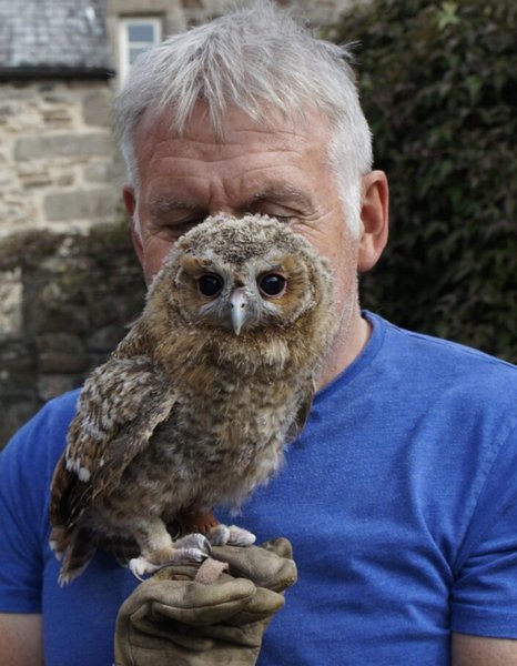 Сова возвращается к мужчине, который ее спас, сова, птица, спас птицу, сова прилетает каждую ночь, уличная камера
