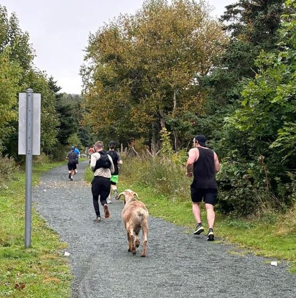 Козел Джошуа выиграл полумарафон в Канаде, животное порвало ошейник и погналось за бегунами, курьезы