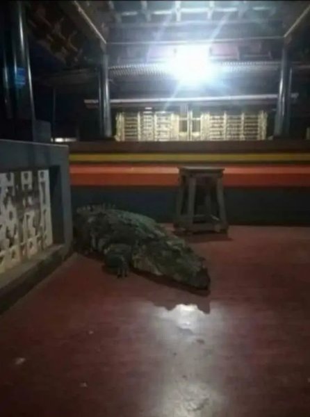 крокодил, Індія, буддійський храм