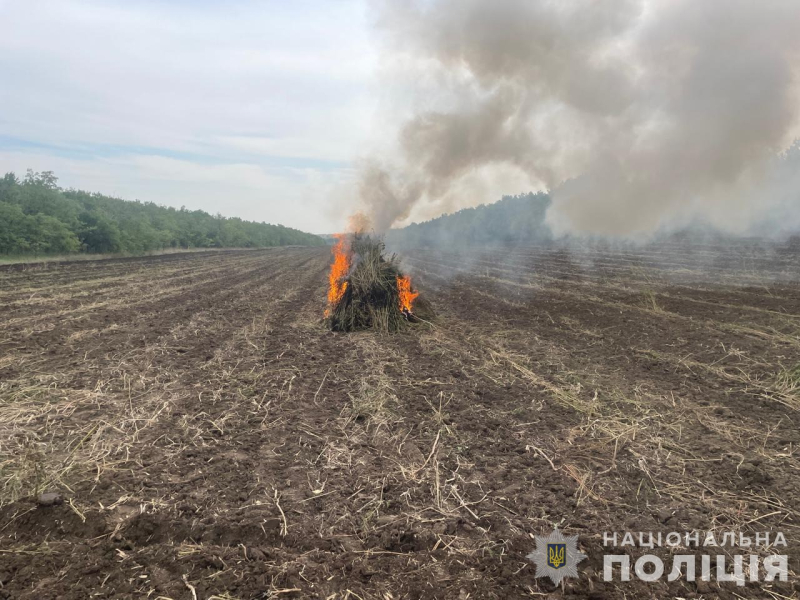 конопля, плантація коноплі, незаконне вирощування коноплі