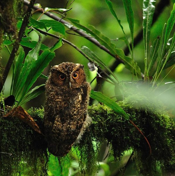 Чарльз Дарвін, сови