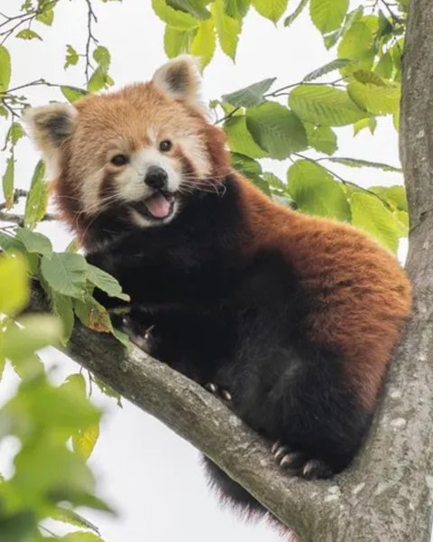 красная панда
