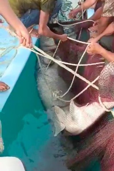 Акула в Египте