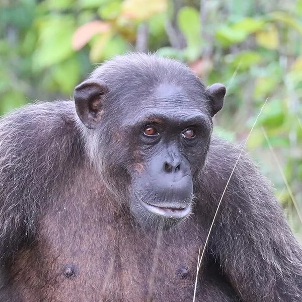 шимпанзе, соціальні навички, шимпанзе надають медичну допомогу, мавпи лікують
