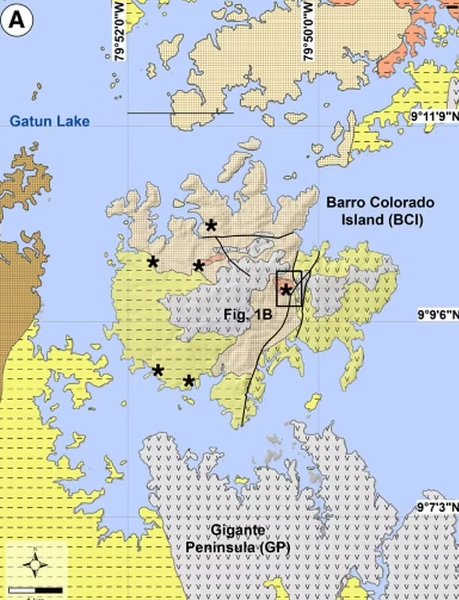 панама мангровый лес