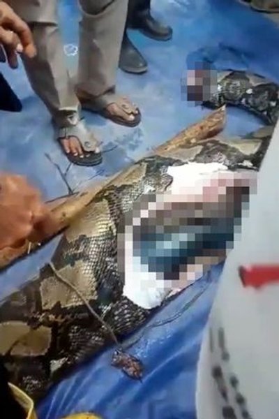 питон ест человека, удав напал на человека, огромный питон проглотил женщину в индонезии, змея которая может проглотить человека, питон ест женщину заживо после того, как она упала в корпус, Питон, может ли змея проглотить слона, гигантская змея ест женщину живьем, нападения животных, дикие животные, питоны в индонезии,