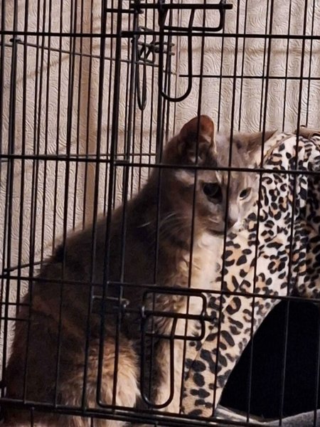 Пропавший кот вернулся домой спустя 10 лет, домашние животные, кот по кличке Смоки, история пропавшего кота, кот вернулся домой,