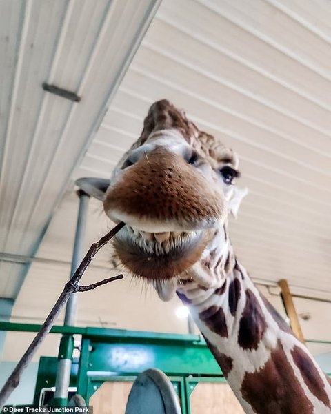 Жираф в зоопарке