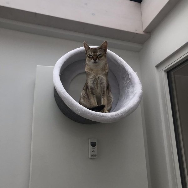 сингапурская кошка