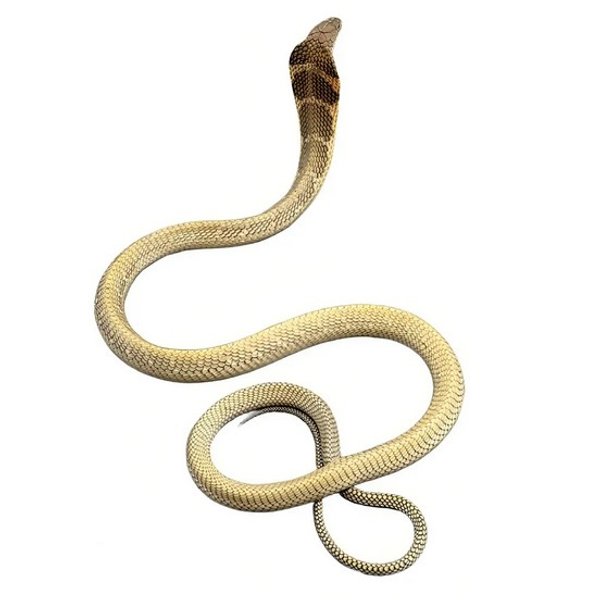 королевская кобра