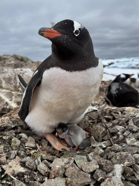 Вблизи станции Академик Вернадский вылупился из гнезда первый пингвиненок