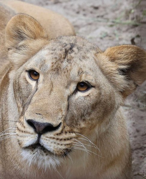 Умерла львица Василина