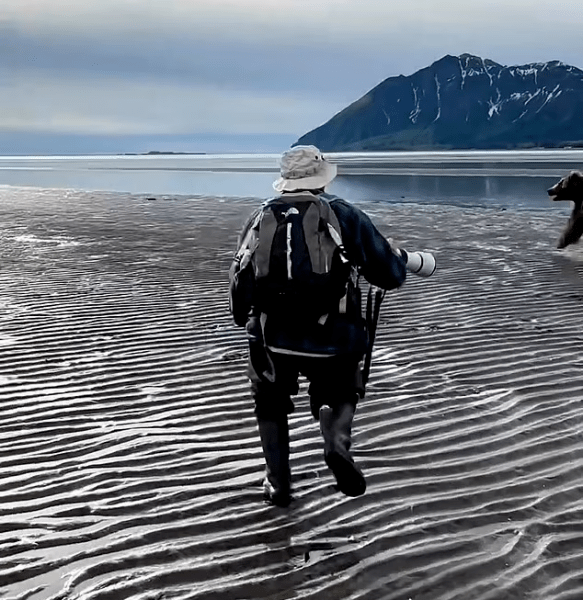 нападение на мечка Нападение на мечка, туристи, екскурзия, водач, животно, Аляска, кафява мечка, извика на звяра,