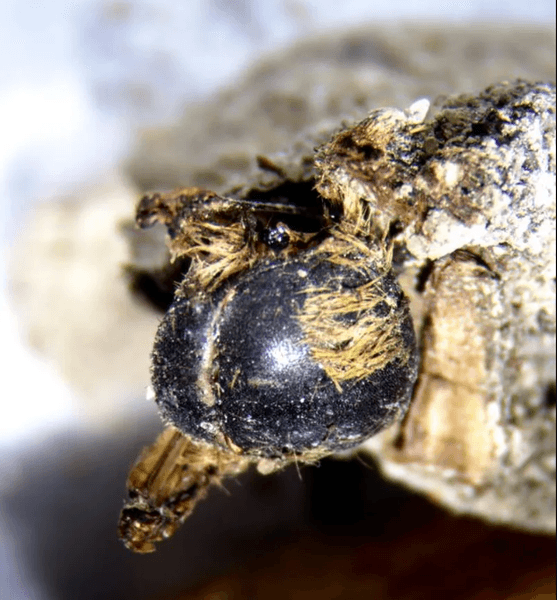 пчелы, древние окаменелости пчел, сохранение пчел, сохранение насекомых, мумии пчел, археологическая находка в Португалии, устойчивость к изменению климата, историческая массовая смертность, рентгеновская микрокомпьютерная томография, палеонтология