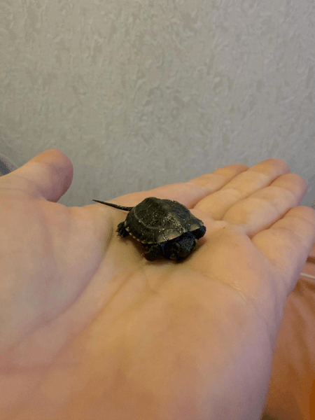 Черепаха из Китая