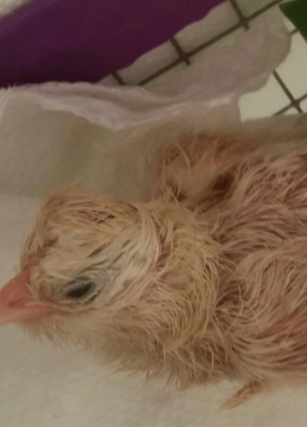 Перл, курица Курица-рекордсмен