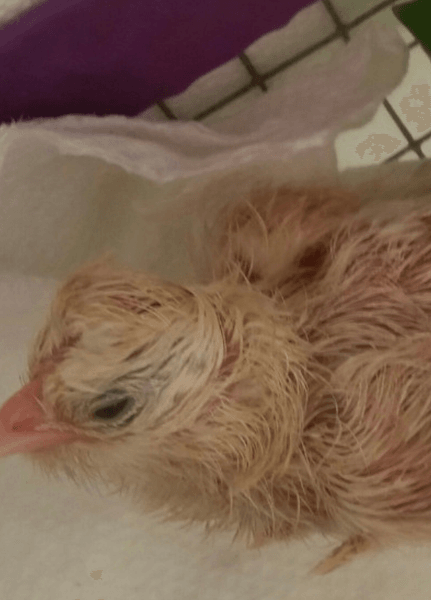 Курица-рекордсмен