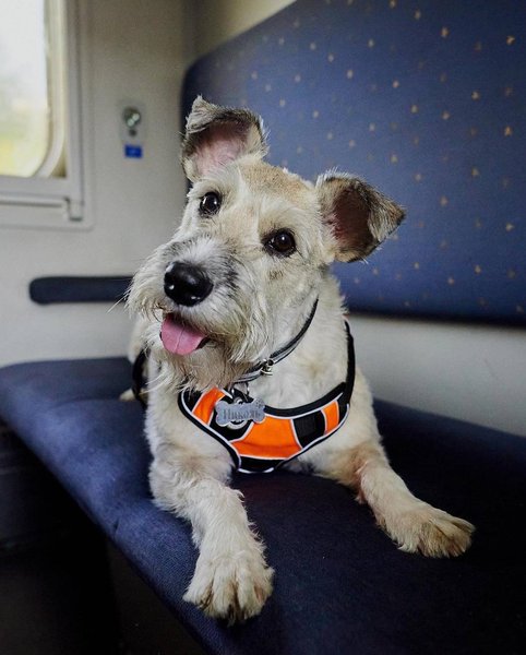 собака николь, собака УЗ, собака укрзализныця, николь укрзализныця