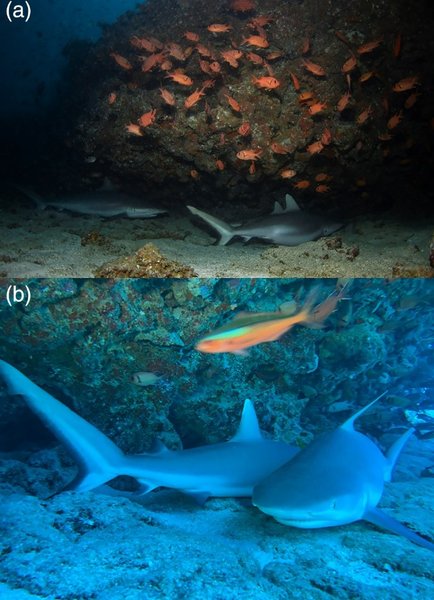 рифовая серая акула