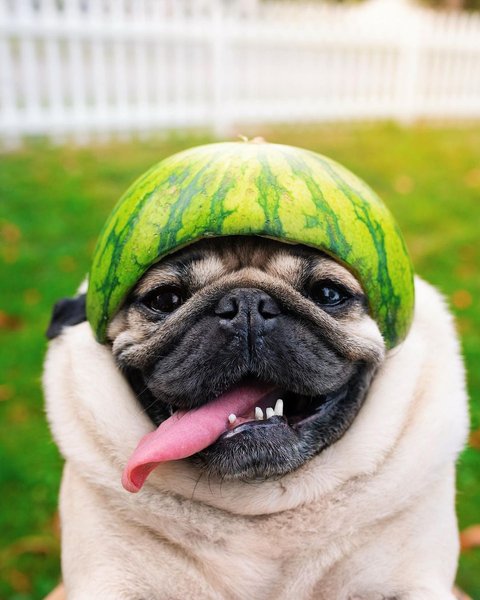 Мопс Даг — популярний Instagram-блогер