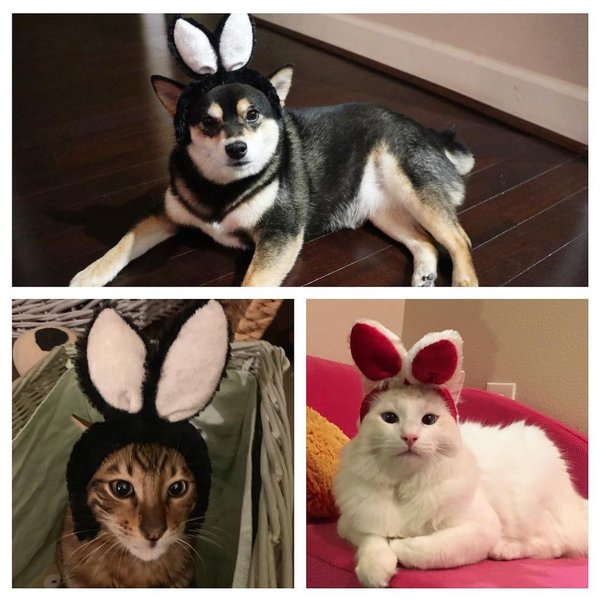 Маколей Калкин, Бренда Сонг