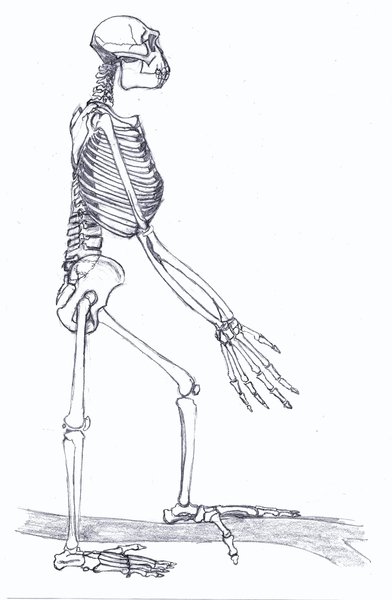 Ardipithecus ramidus, скелет