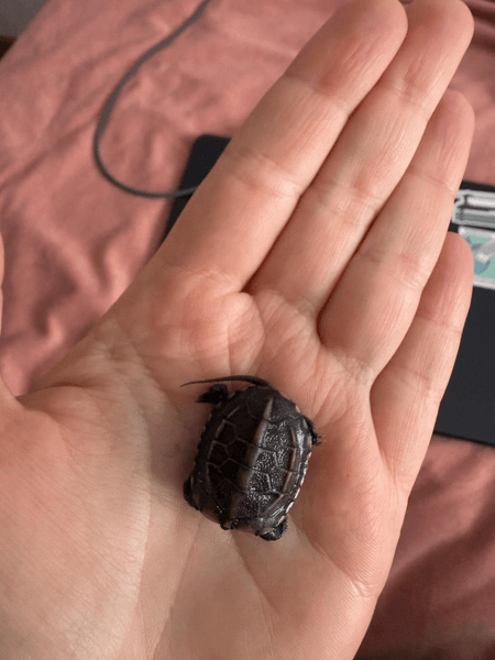 Маленькая черепаха из Китая