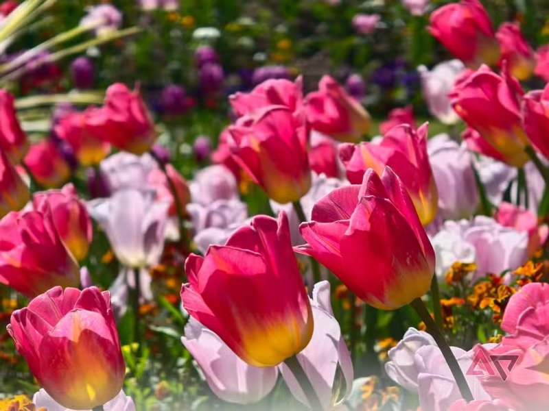 Фото на Oppo Find X9 Ultra