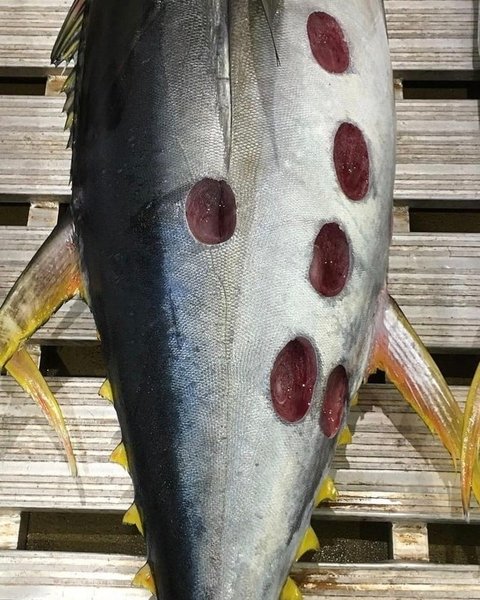 Укусы акулы на тунце