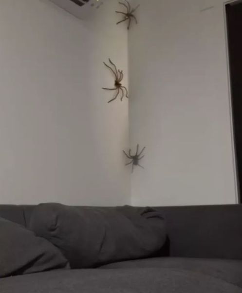 Павуки в будинку, незвані гості, курйози, цікаві знахідки, відпустка, смішні історії