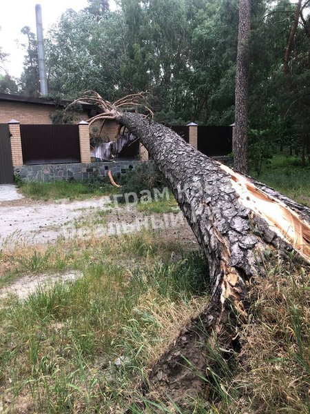 дерево, ураган, киев, ураган в Киеве