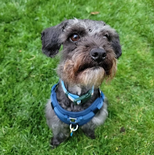 Бездомный пес по кличке Гизмо, самая гадкая собака стал красавцем, фото, преображение, животные, курьезы